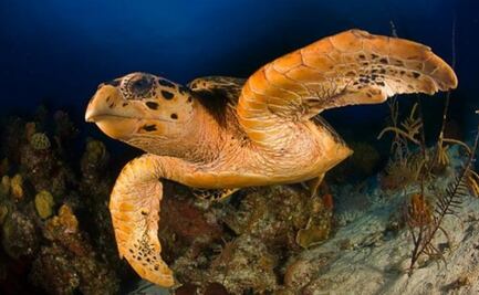 Salvar a las tortugas marinas va más allá de evitar uso de popotes