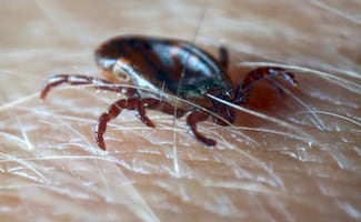 Confirman presencia de virus Bourbon en Nueva York; se transmite por garrapatas y no existe vacuna