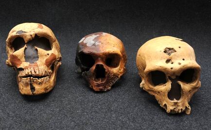 Tener ADN neandertal incrementa el riesgo de sufrir hasta 12 enfermedades