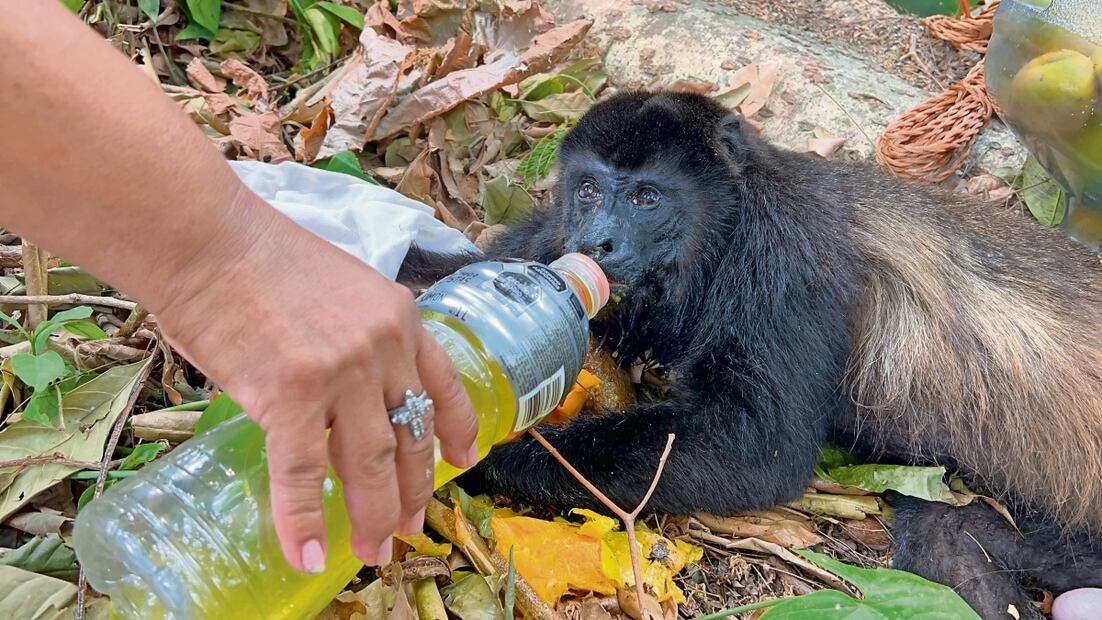Especialistas explican que se han encontrado a estos animales deshidratados. Foto: Luma López