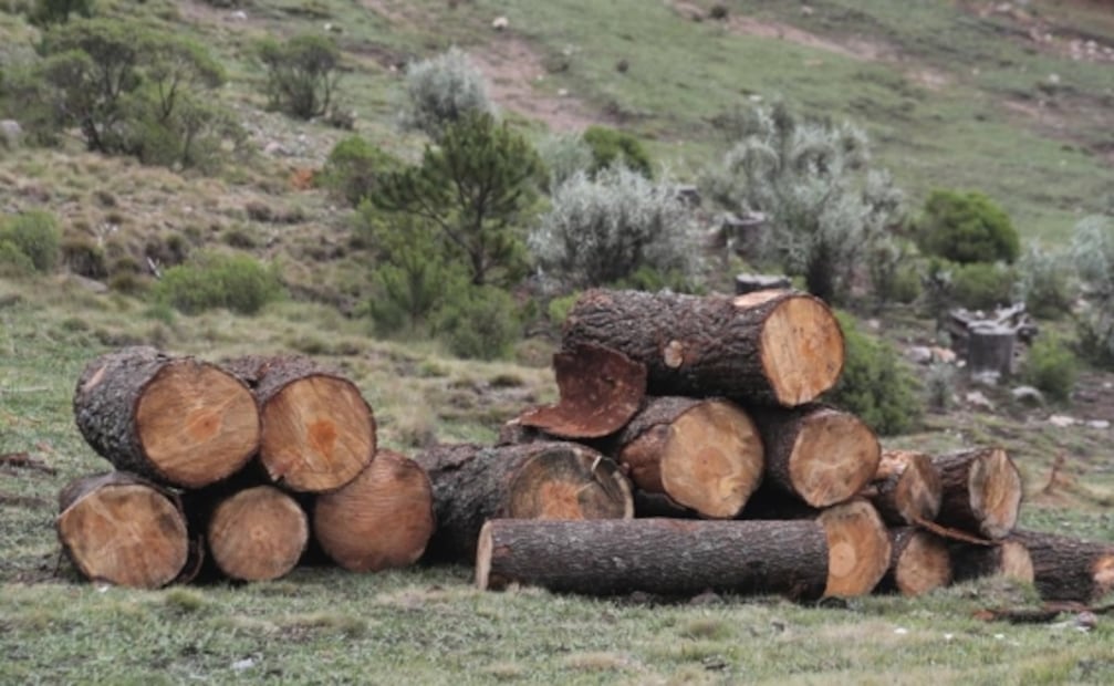 Tablas, polines y vigas, entre lo asegurado tras operativo de tala ilegal en Ocuilan y Otzolotepec, Edomex