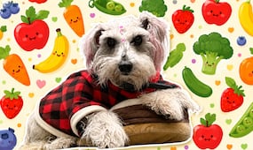 ¿Qué frutas y verduras pueden comer los perros? Lista de permitidas y prohibidas