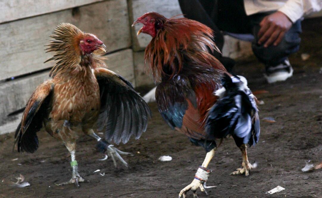 Foto: Archivo/ Cuartoscuro               