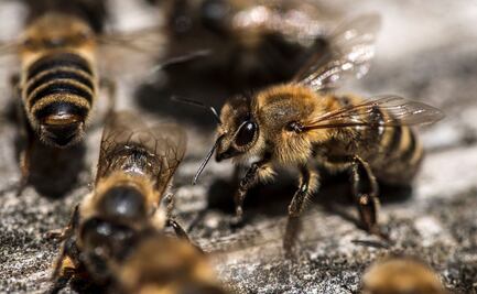 Advierten que sin abejas habrá desabasto de alimentos