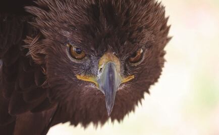 Águila real. Al rescate de un símbolo