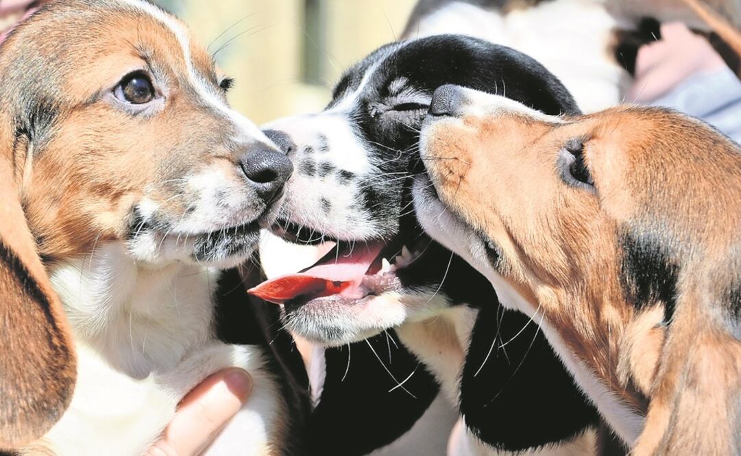 (Foto: Archivo/El Universal) 