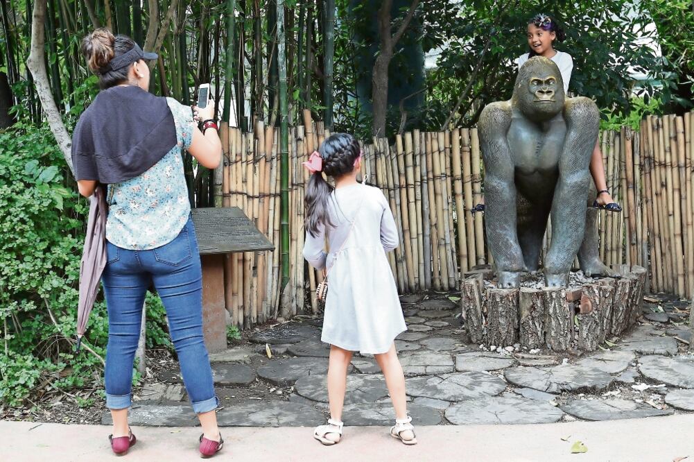 Bantú, el único gorila macho en México que tenía la posibilidad de preservar la especie con una gorila hembra en el Zoológico de Guadalajara, murió tras un paro cardiaco durante un traslado. Foto: ARIEL OJEDA. EL UNIVERSAL