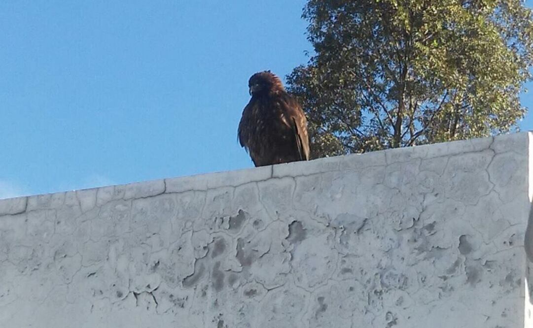 Rescatan a águila herida en L12 del Metro
