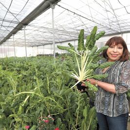 Combaten inseguridad con invernadero
