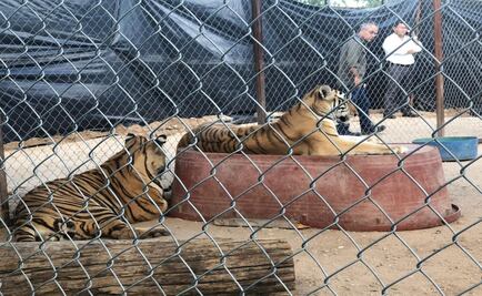 Tigre muerde a niña en la cabeza, en Hermosillo 