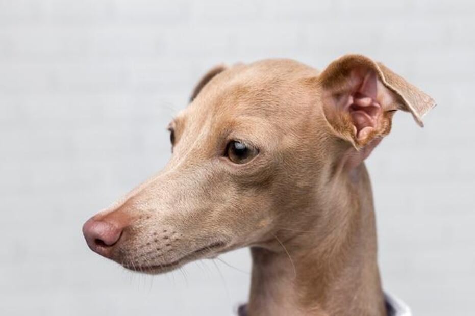 Aunque un perro puede morir por otitis si no se trata a tiempo, esto es poco común. Fuente: Freepik.