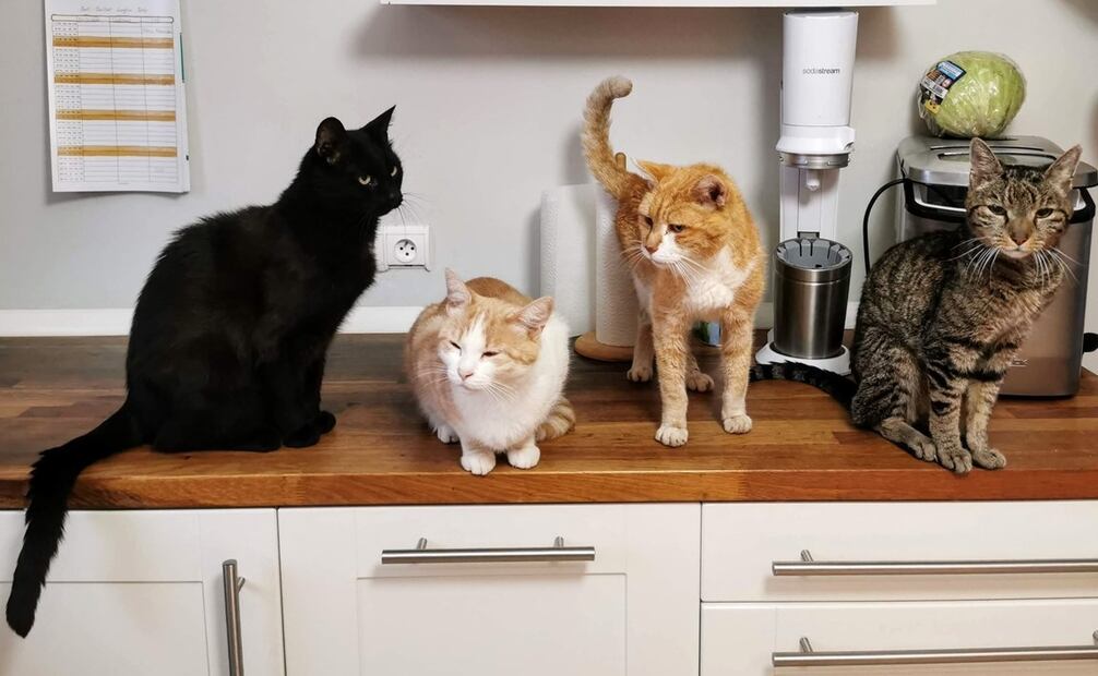 Gatos domésticos, mascotas. / Foto: Unsplash.
