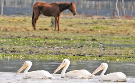 Rescata Profepa en Guerrero a 5 animales