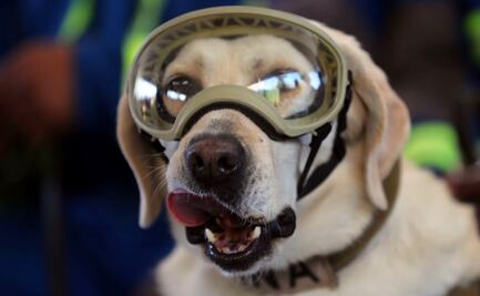 Estas son las mejores razas de perros rescatistas