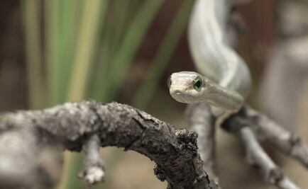 El Antiveneno mexicano que se usa en siete países de África 