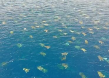 Captan a miles de tortugas marinas en isla de Australia