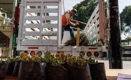 "No quisimos desecharlo en la basura"; vecinos de Iztapalapa donan su árbol navideño natural para hacer composta "es una labor ciudadana"