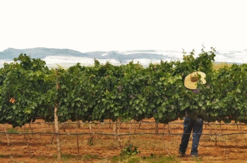 Aguascalientes, región de vinos sorprendentes