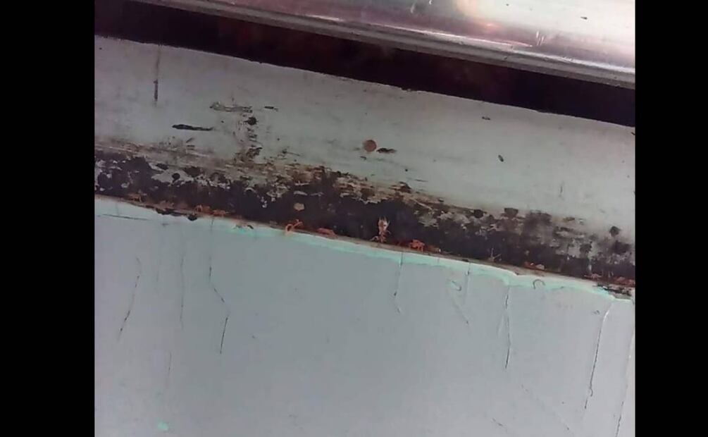 Foto: Especial/El Universal