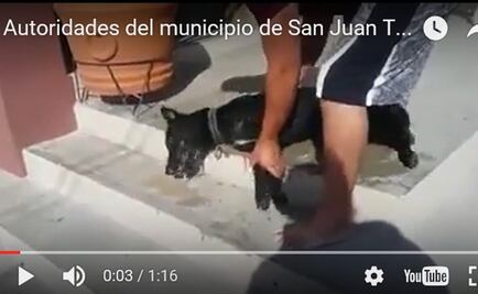 Denuncian que 24 perros murieron envenenados en Oaxaca