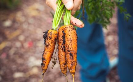 ¿Qué son los alimentos orgánicos?