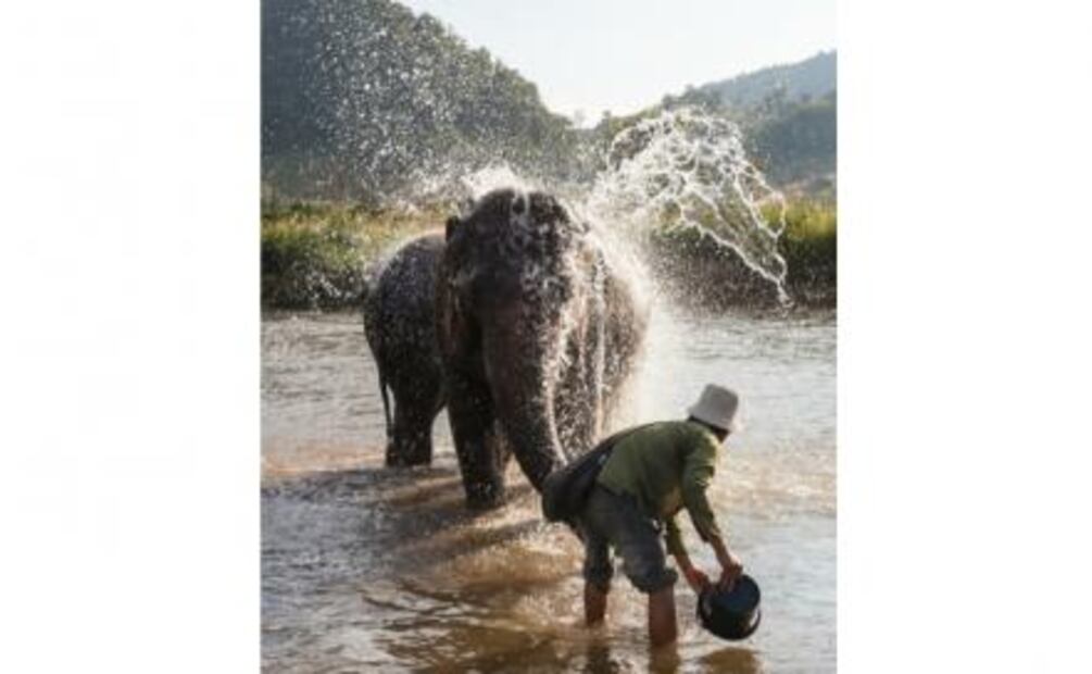 Viajes de graduación: cuida tortugas en Puerto Escondido o baña elefantes en Tailandia