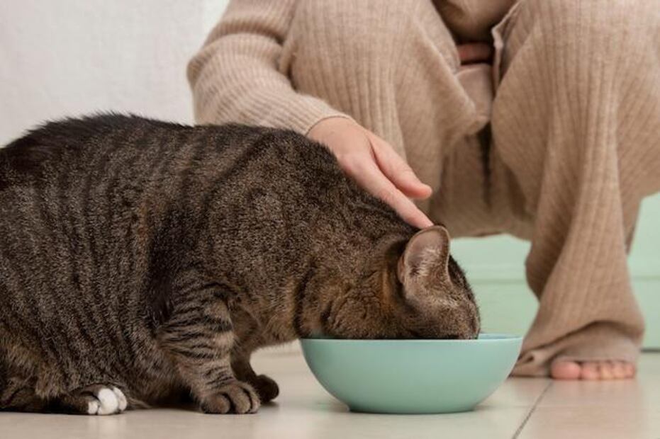 Beneficios de la comida húmeda para gatos. Fuente: Freepik.