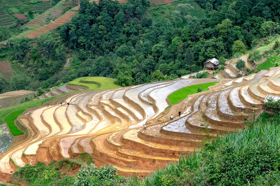 Plantación de té en la India Foto: Quang Nguyen Vinh / Pexels