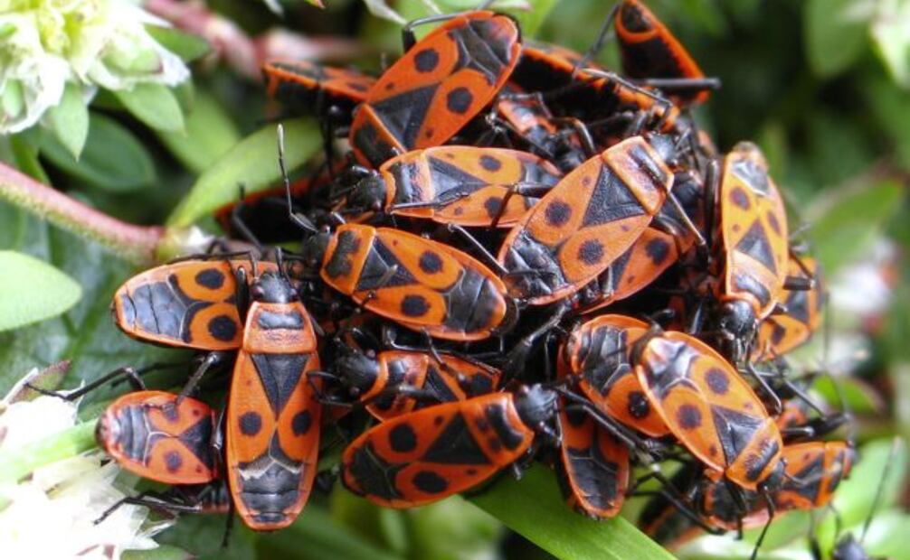 Los expertos coinciden en que no hay insecticidas aprobados específicamente para esta especie en algunas regiones de América.
Foto: Universidad Estatal de Idaho
