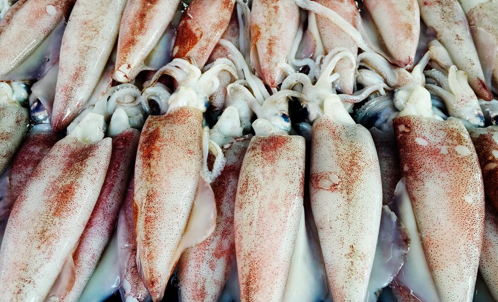 El calamar es una excelente fuente de proteínas magras, ideal para platillos ligeros y llenos de sabor. Foto: Freepik