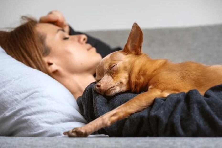 Los perros tienen sentidos muy desarrollados y pueden percibir amenazas en su entorno. Fuente: Freepik.