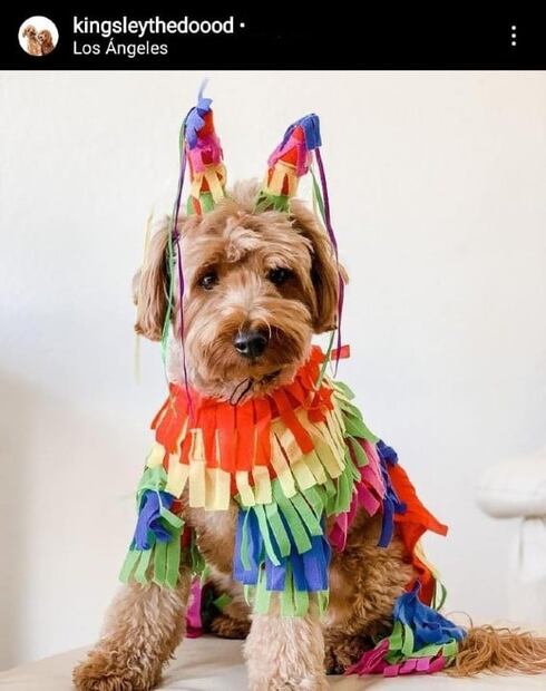 Los disfraces de Halloween más adorables para tu mascota