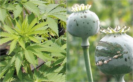 ¿Qué países ya legalizaron la marihuana y la amapola?