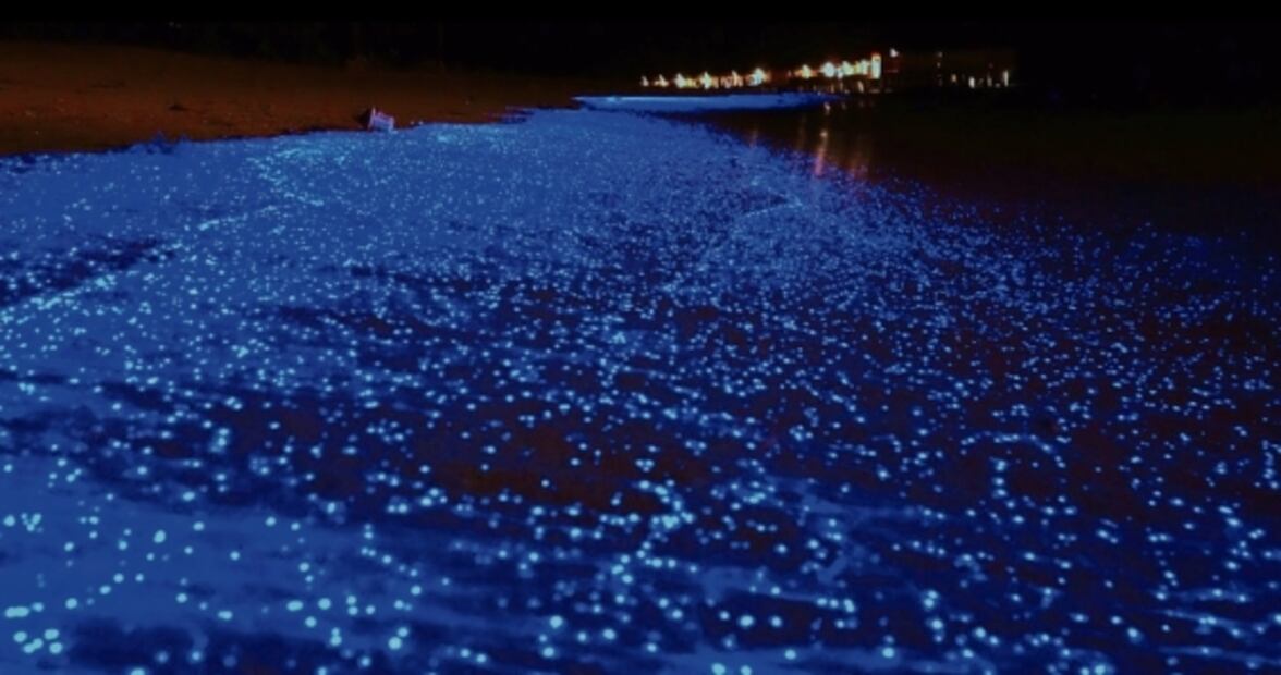 ¿Organismos bioluminiscentes para iluminar las ciudades?
