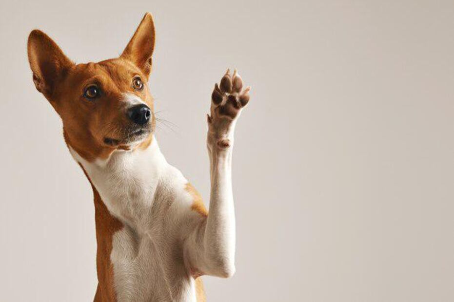 Beneficios de la menta para los perros. Fuente: Freepik.
