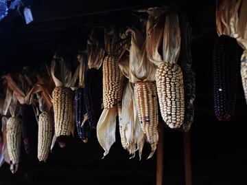 Con este museo del maíz aprenderás todo sobre la milpa