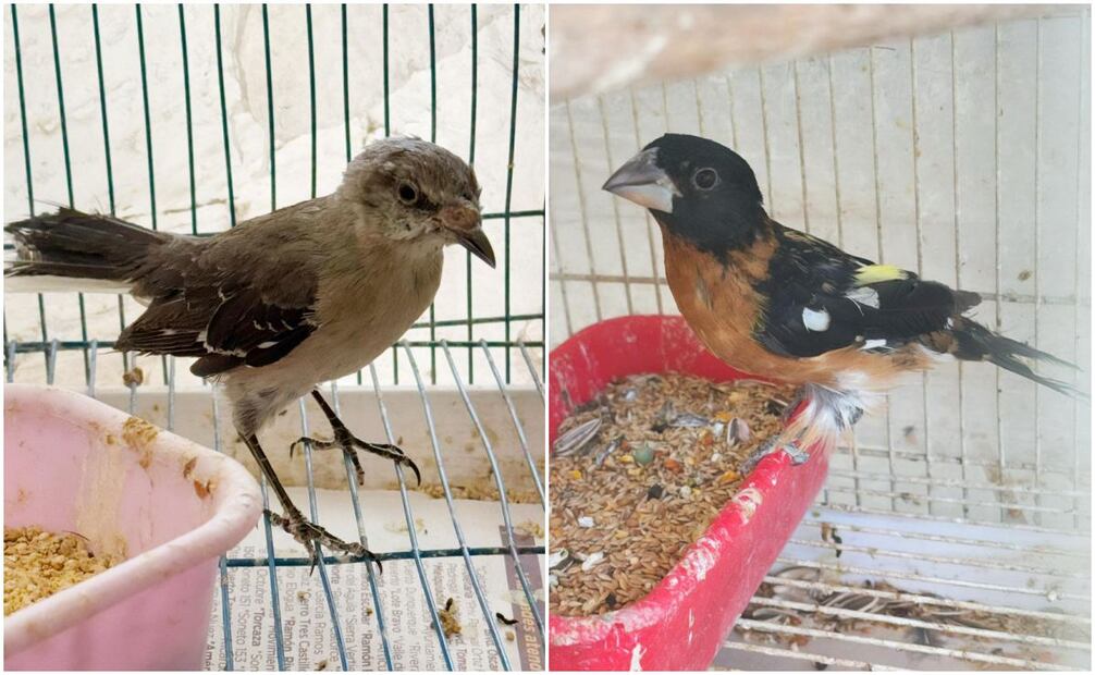 Profepa asegura 377 aves y reptiles que serían traficados en Chihuahua; no hay ningún detenido. Foto: Especiales