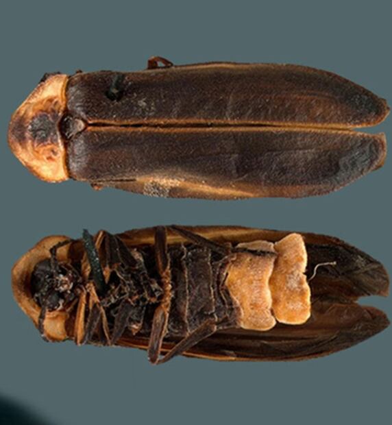 ¿Cómo es la especie de luciérnaga nombrada en honor a Guillermo del Toro en Jalisco?