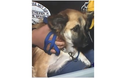 Perro salva a bebé abandonado en una bolsa de basura