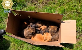 Rescatan a ocho cachorros abandonados en Tlalpan; policías de la SSC los alimentan y ponen a salvo