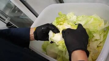Taco Bell retira lechuga de México de sus restaurantes en EU;  brote de "diarrea explosiva" está relacionado con la verdura, según FDA