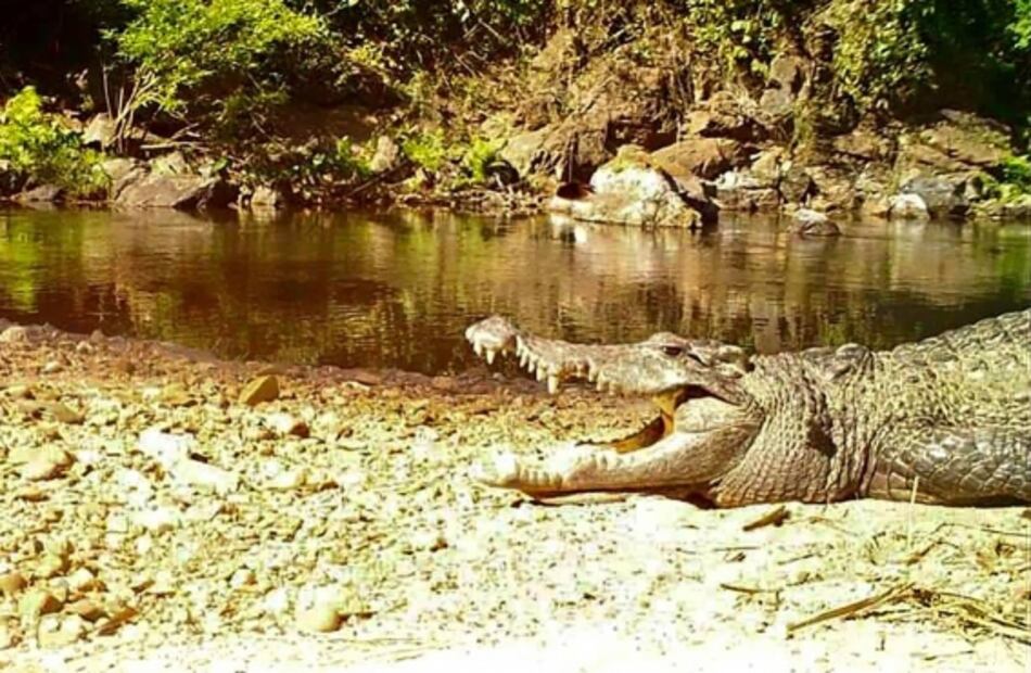Captan en fotografía a cocodrilo de una especie casi extinta
