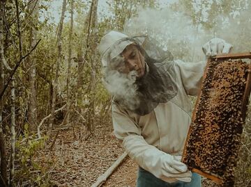 Descubre los beneficios de la miel melipona