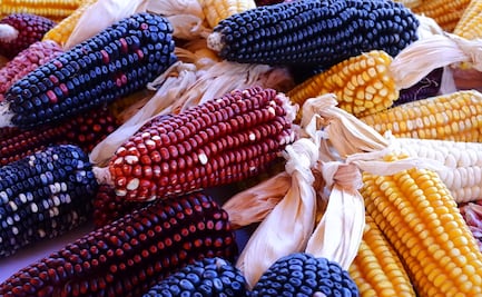 La colonización del maíz mexicano