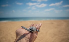 Michoacán está listo para el verano; Bedolla invita a turistas a visitar sus playas y Pueblos Mágicos