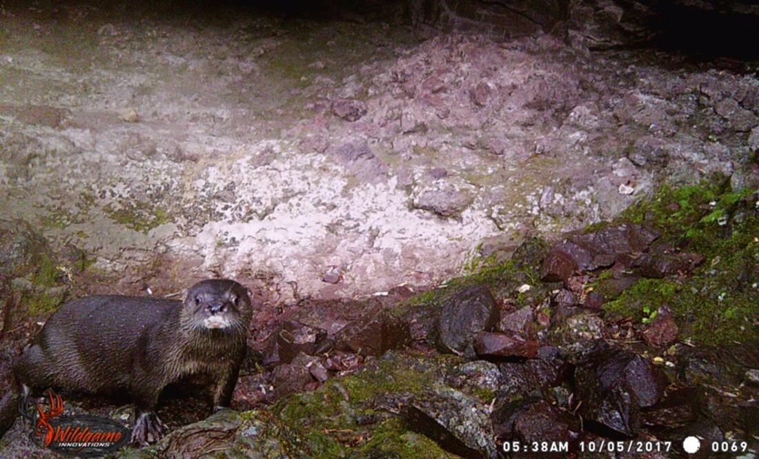 Captan por primera vez a nutria de río en Chihuahua