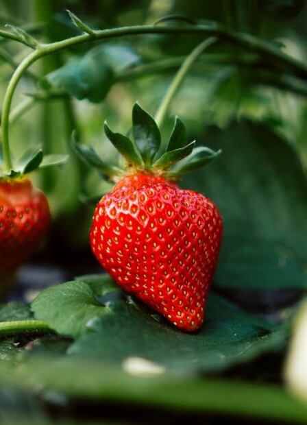 Razones para comer fresas todos los días 