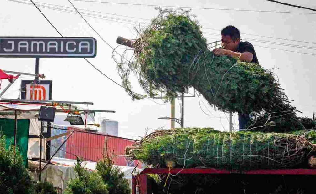 Los árboles naturales miden desde un metro de altura y los más grandes llegan a costar de 2 mil a 5 mil 200 pesos los más frondosos. Foto: Luis Camacho | El Universal