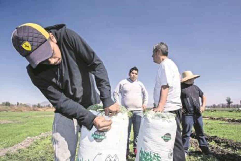 Romeritos. Cultivo de tradición para la cena de Navidad