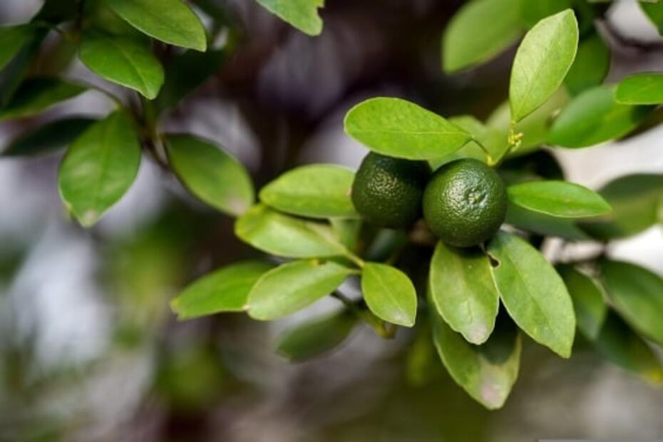 Conoce el calamansi, un cítrico asiático